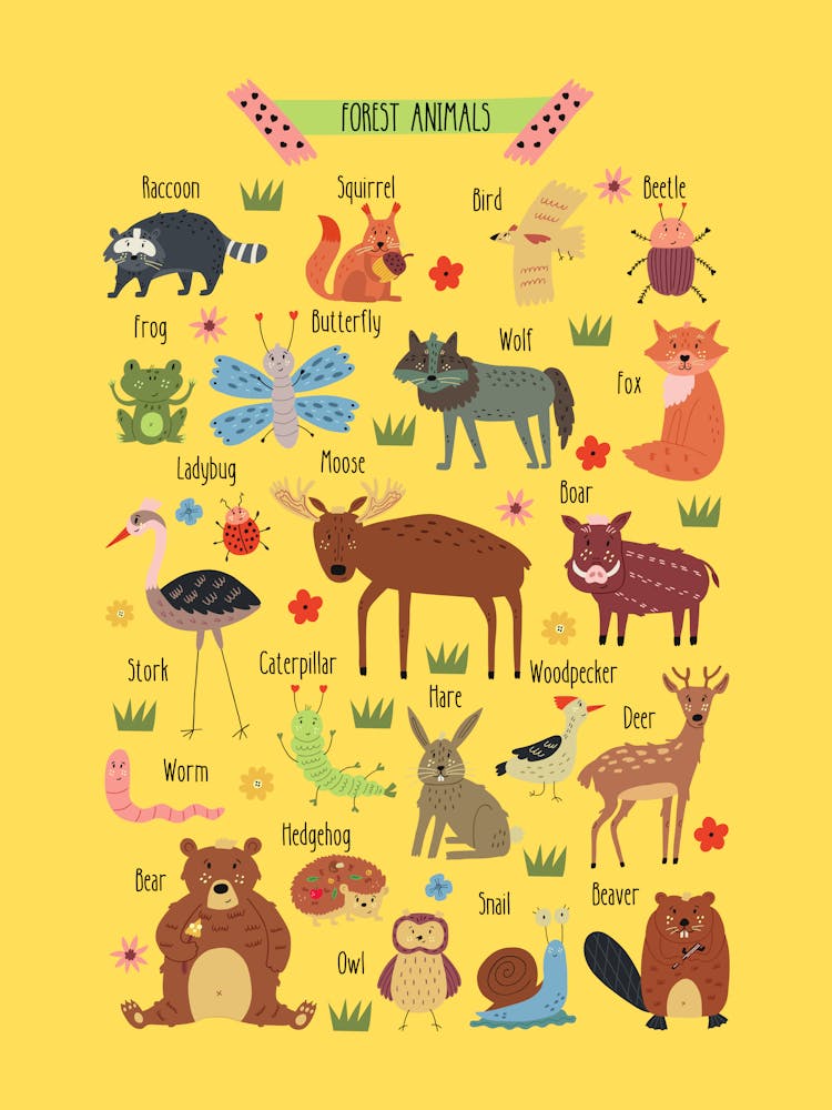 Forest Animals Poster – Woodland Educational Wall Art for Kids, Nursery and Classroom Decor