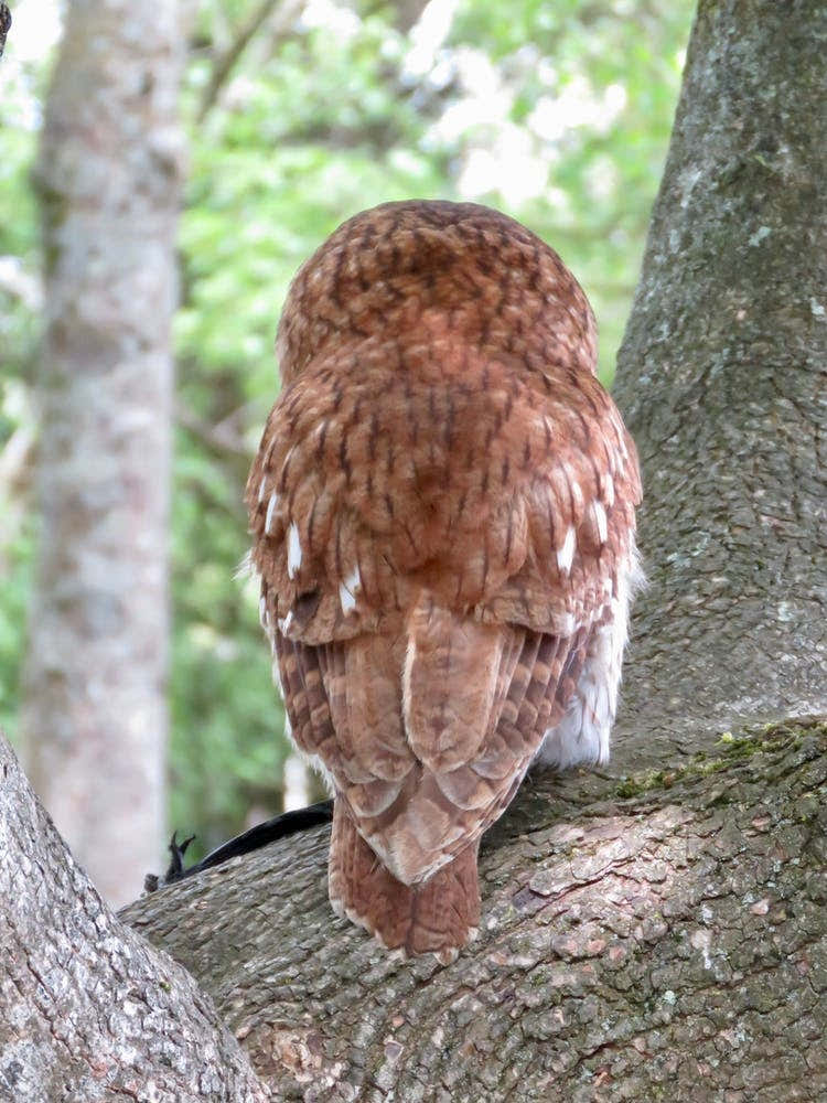 Owl In Tree Rear View Backside Countryside