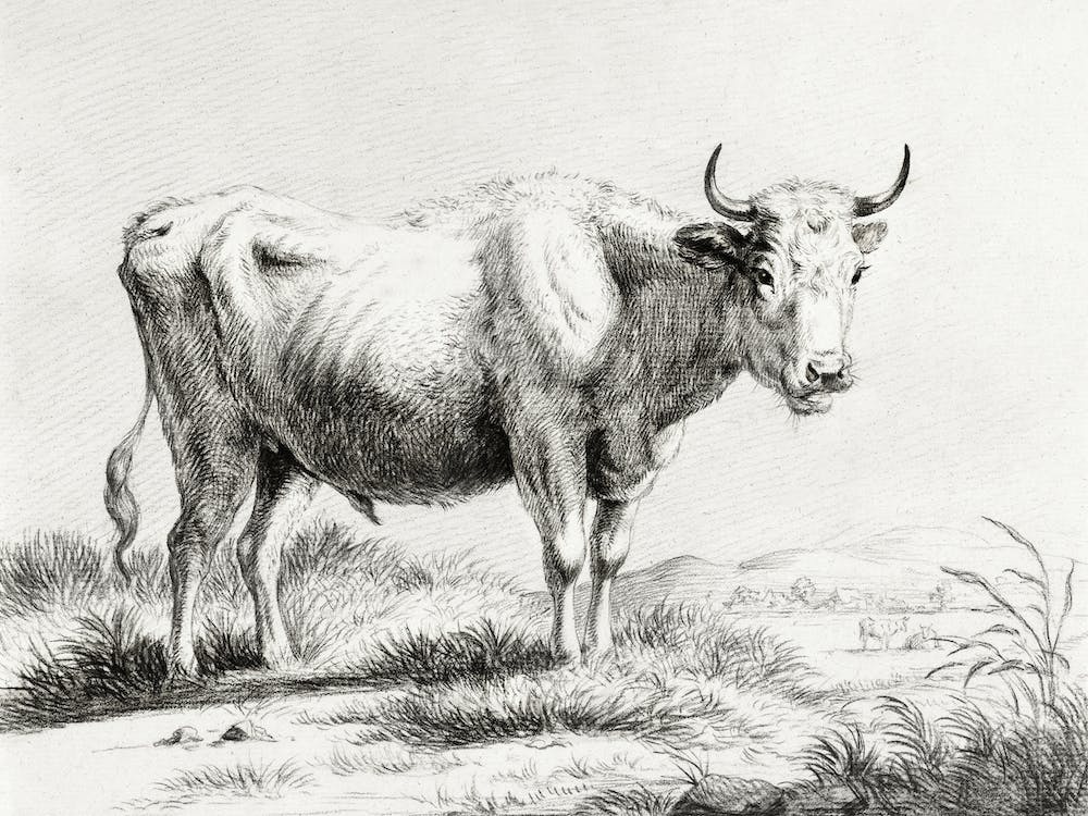 Standing Cow 6, Jean Bernard