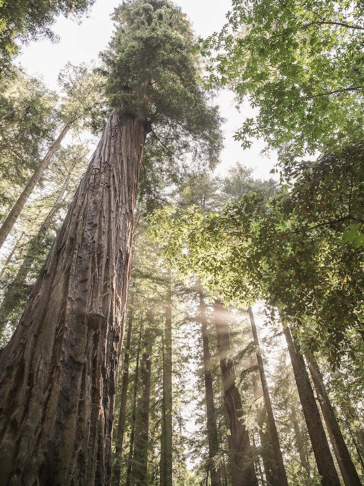 Redwoods