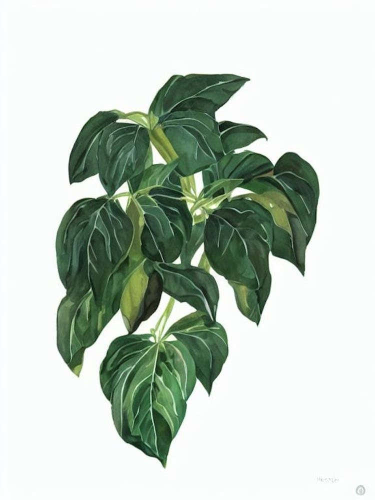 Coral Bead Plant (Nertera Granadensis) Watercolor