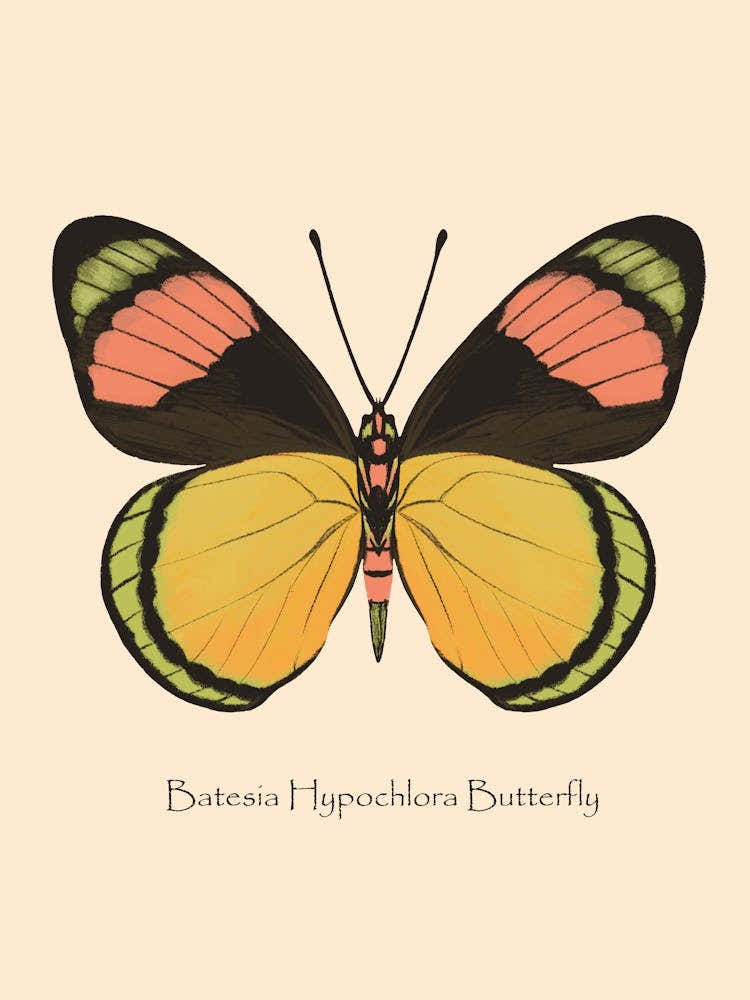 Tropical Butterfly Batesia Hypochlora