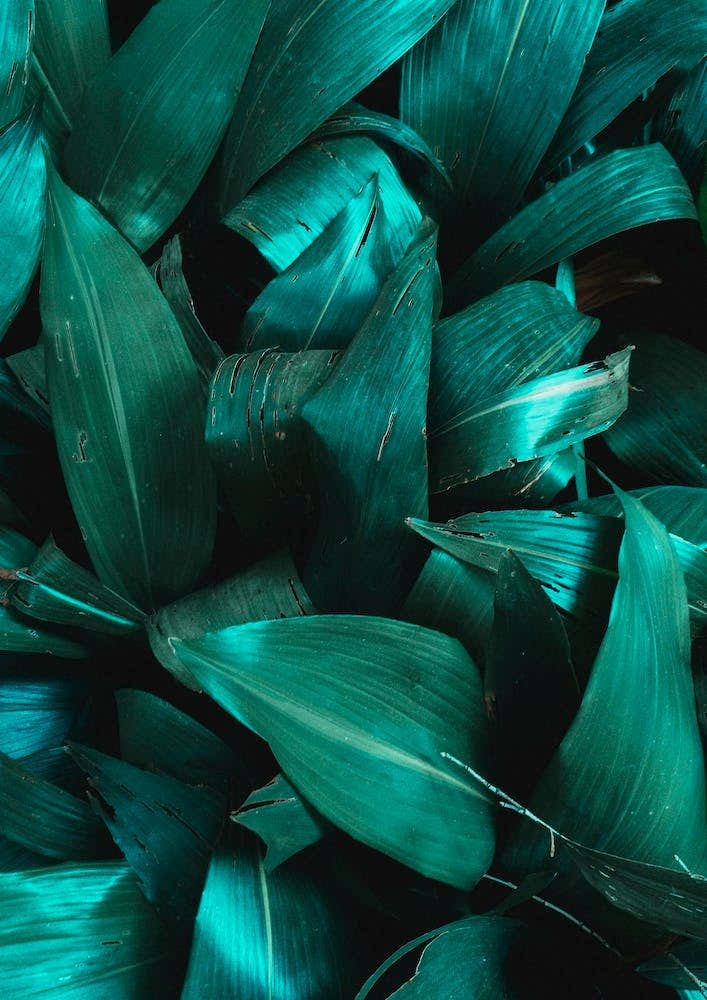 Green Plant Structure