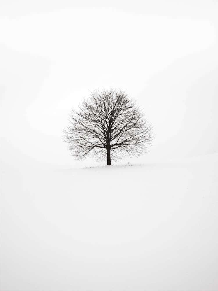 Minimalist Black and White Tree