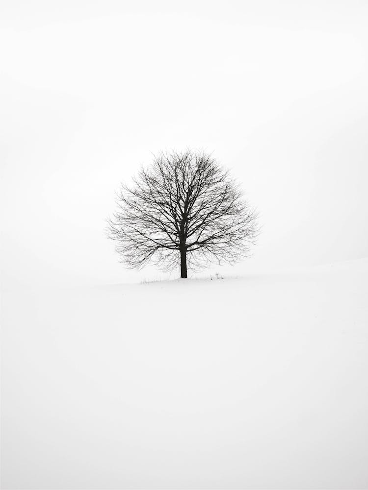 Minimalist Black and White Tree