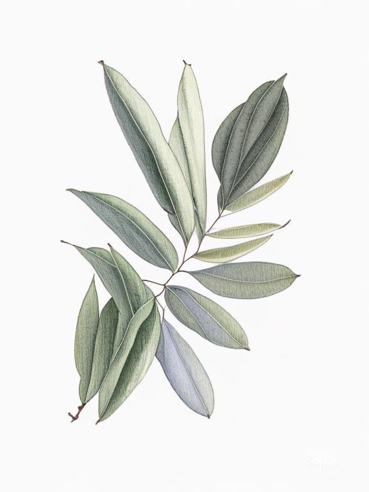 Oak Leaf 4