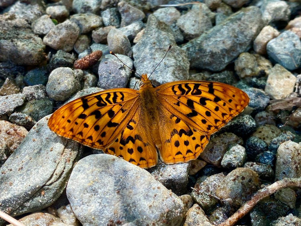 Sierra’s Butterfly