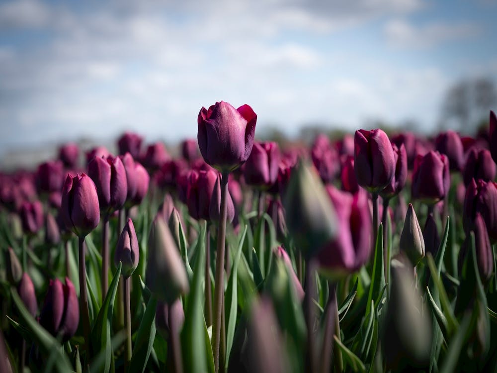Dark floral purple tulips in a field at sunset in the Netherlands - flowers in nature - travel photography by Christa Stroo Photography