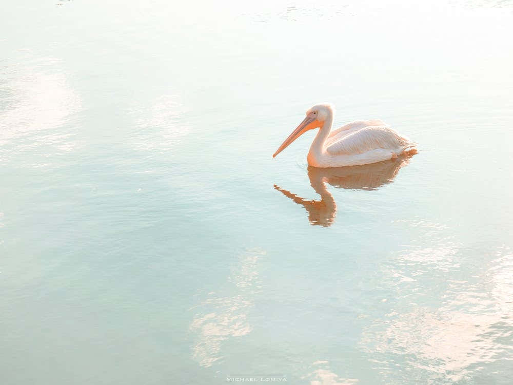 Pelican In Mirror Water