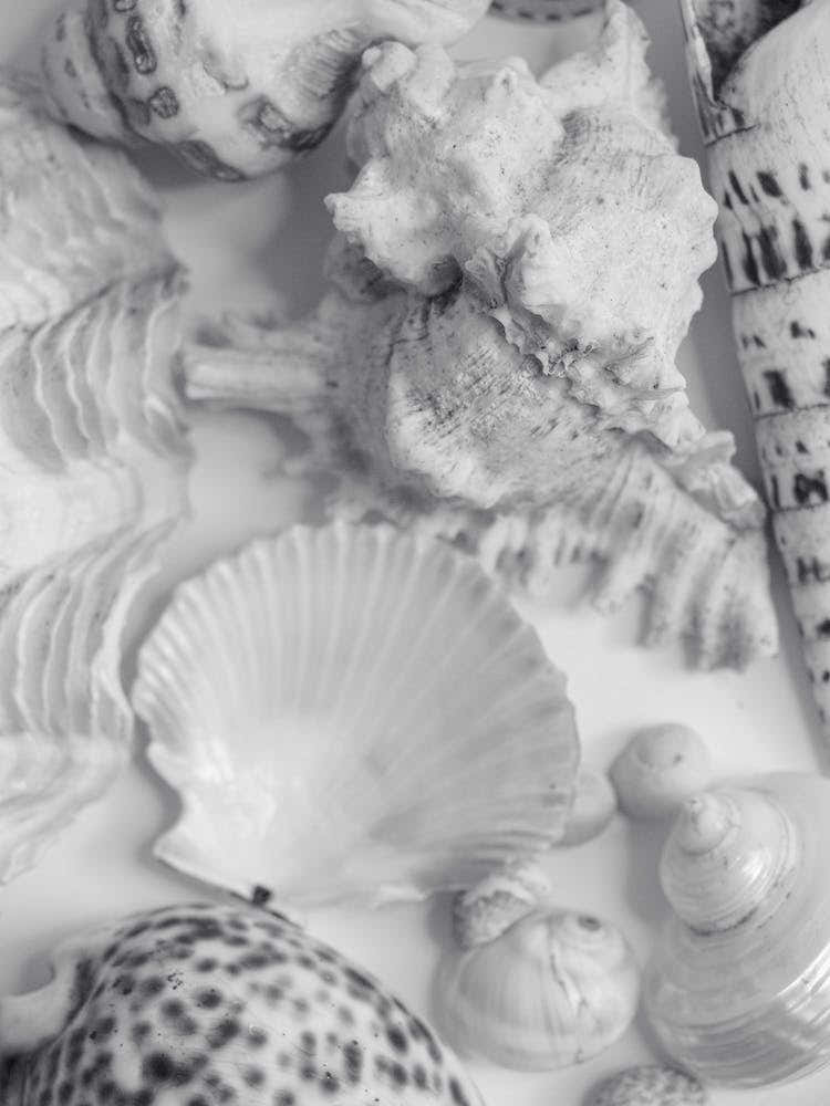 Black And White Sea Shells