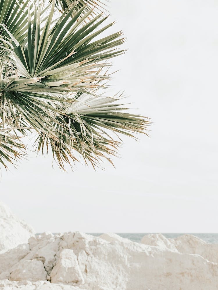 Palm Leaves Over Beach