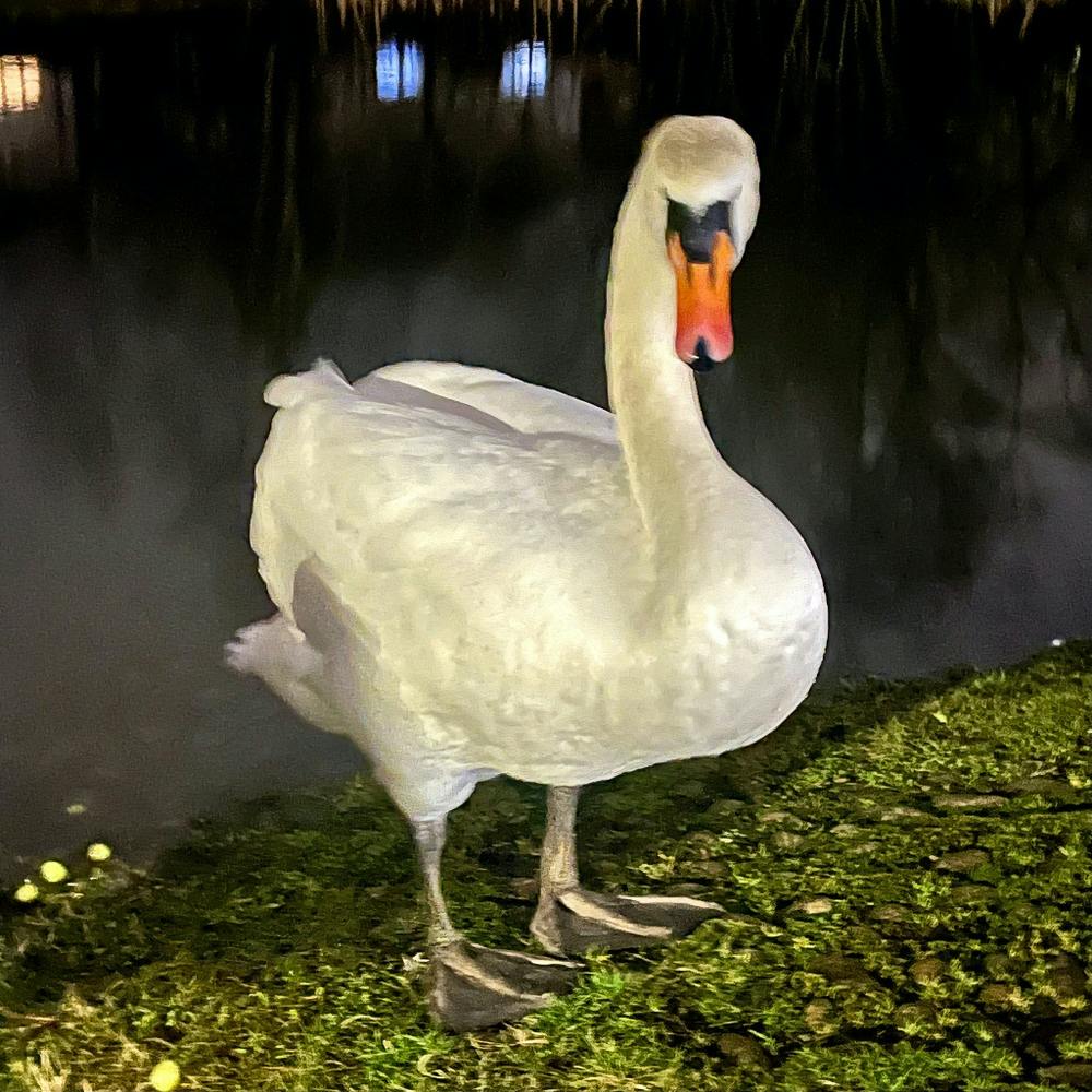 Swan In The Night