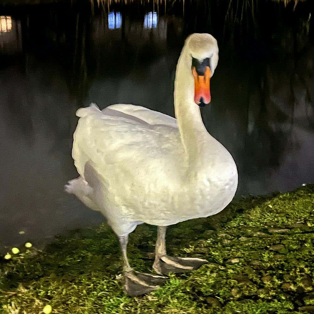Swan In The Night