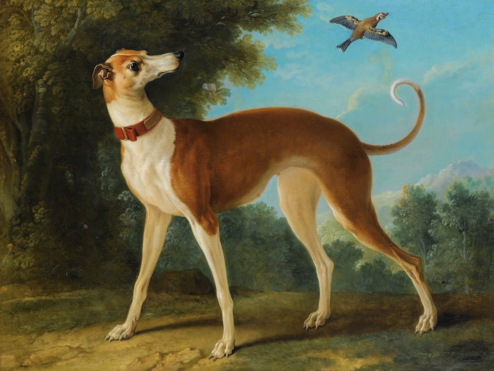 Greyhound In A Landscape, Jean Baptiste Oudry