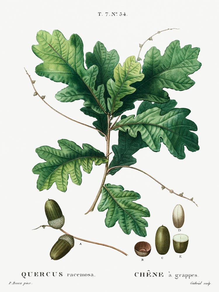 Quercus Racemosa, Pierre Joseph Redoute