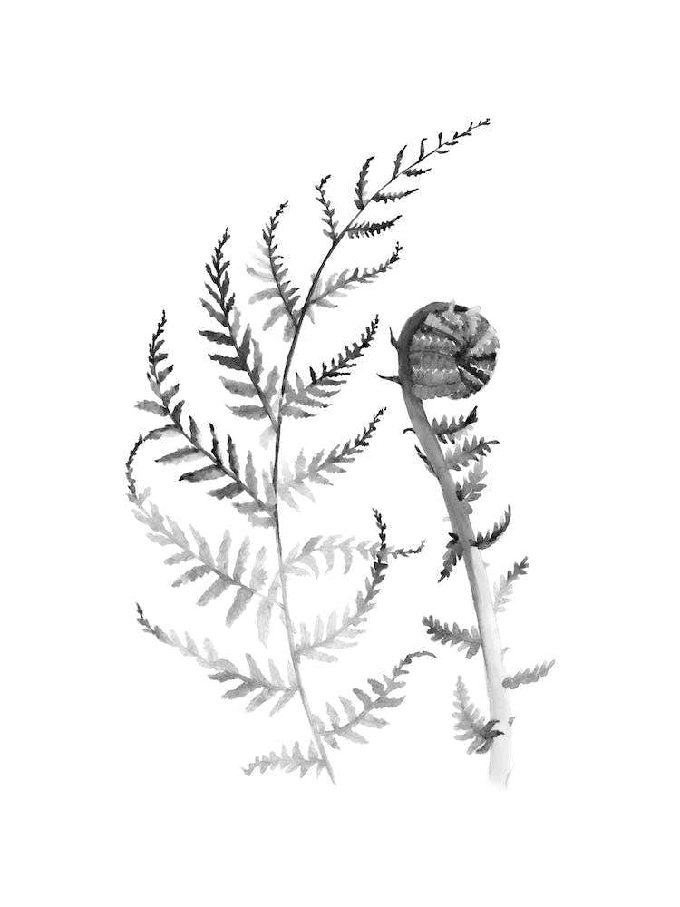 Black and White Young Fern A