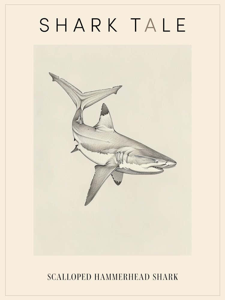 Scalloped Hammerhead Shark Vintage Pencil Illustration Poster