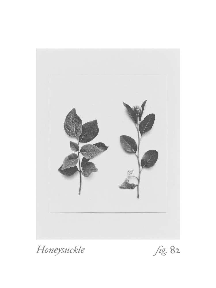 Honeysuckle Botanical Collage 4