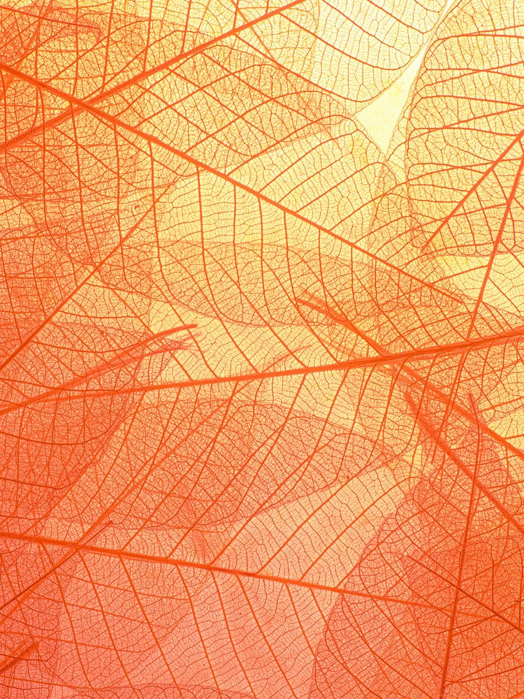 Autumn Leaves Background
