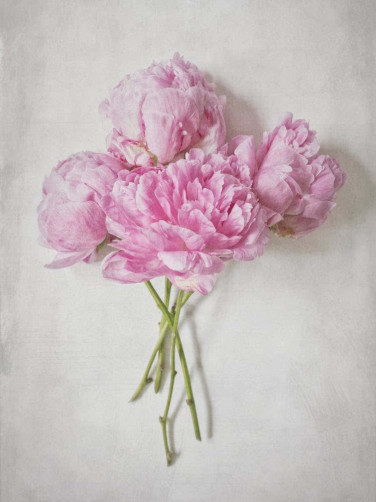 Pink Peonies Bouquet