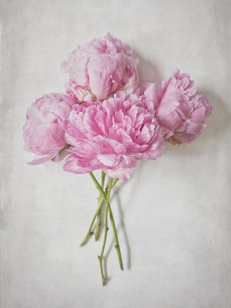 Pink Peonies Bouquet