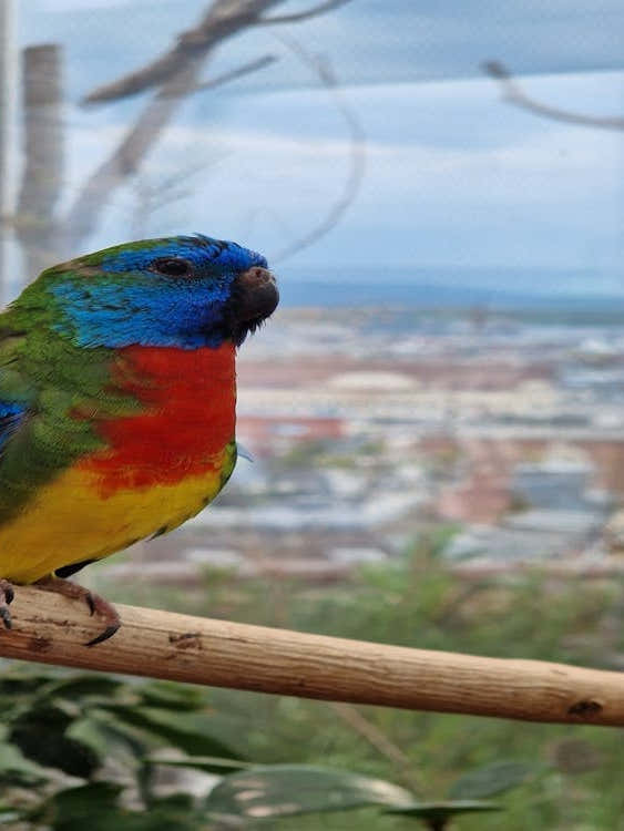 Multicolor bird