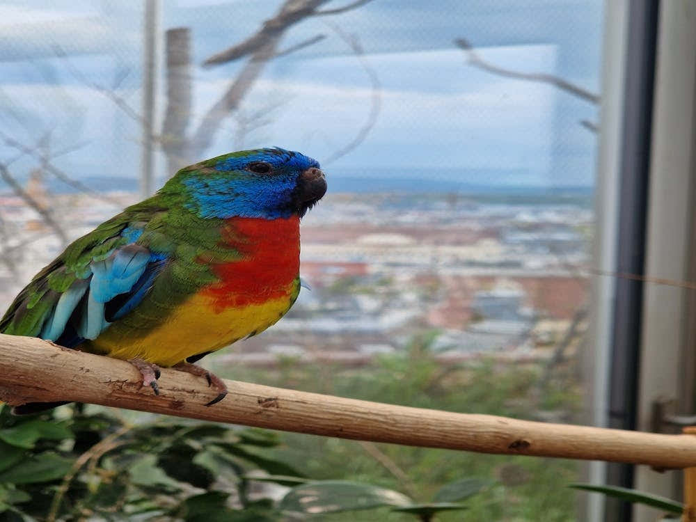 Multicolor bird