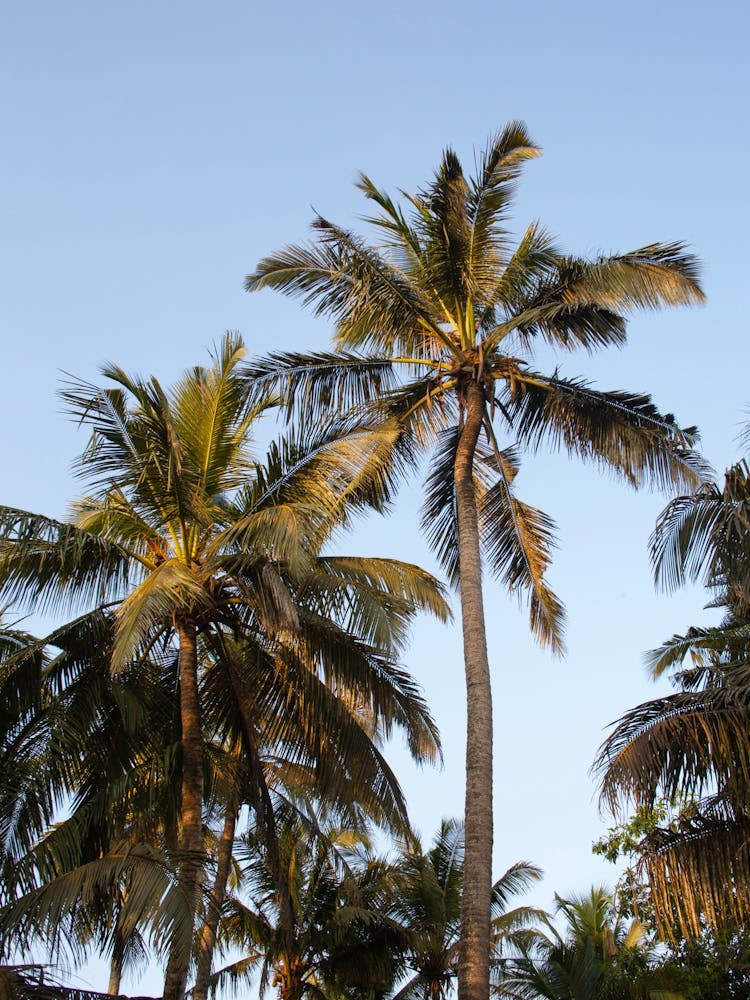 Palmtrees In The Sun