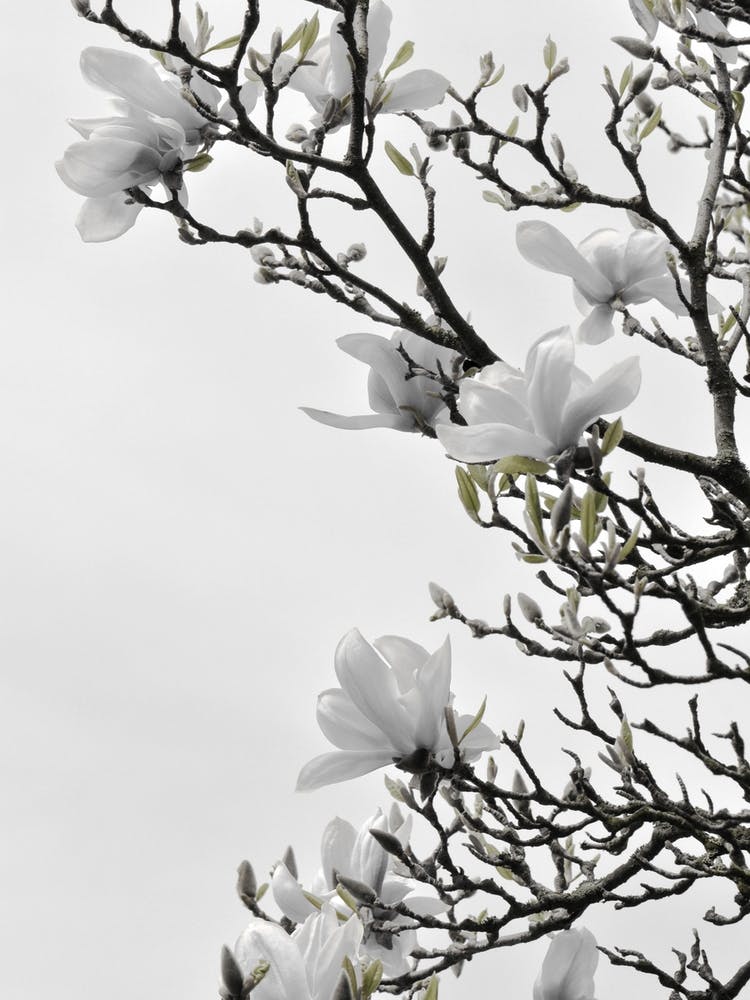 White Magnolia Happiness