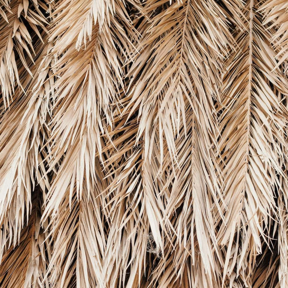 Palm Fronds Square
