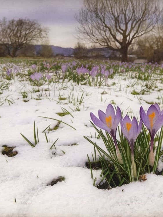 Resilience of Spring - Purple Crocus Emerging from Snow