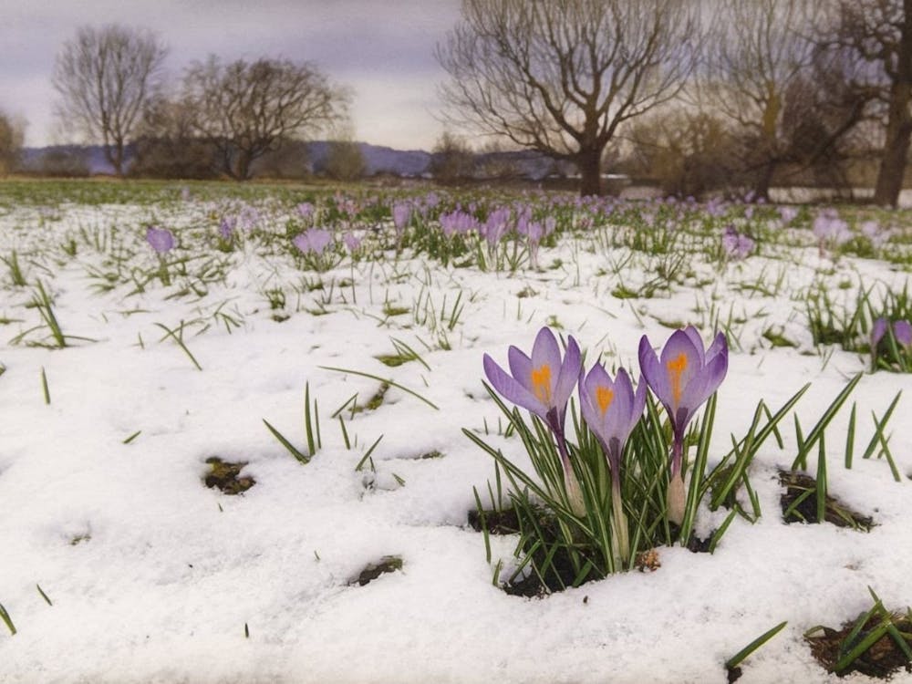 Resilience of Spring - Purple Crocus Emerging from Snow