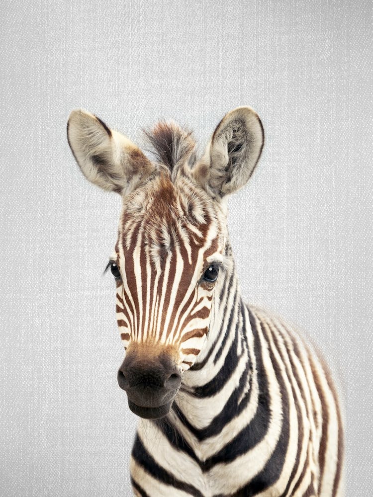 Baby Zebra