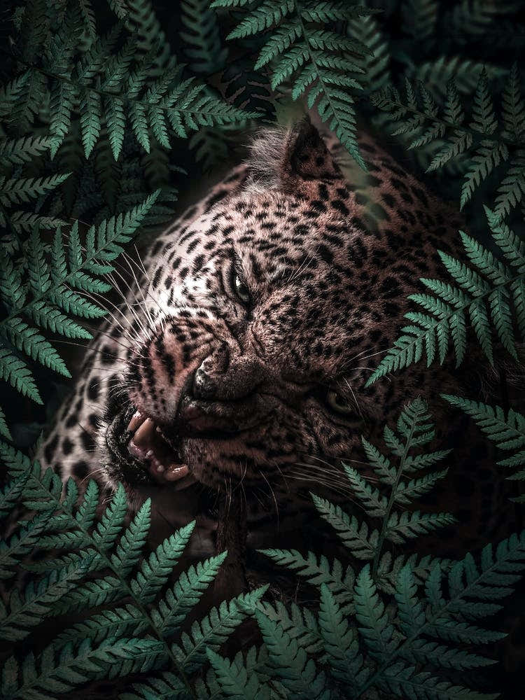 Leopard In Ferns