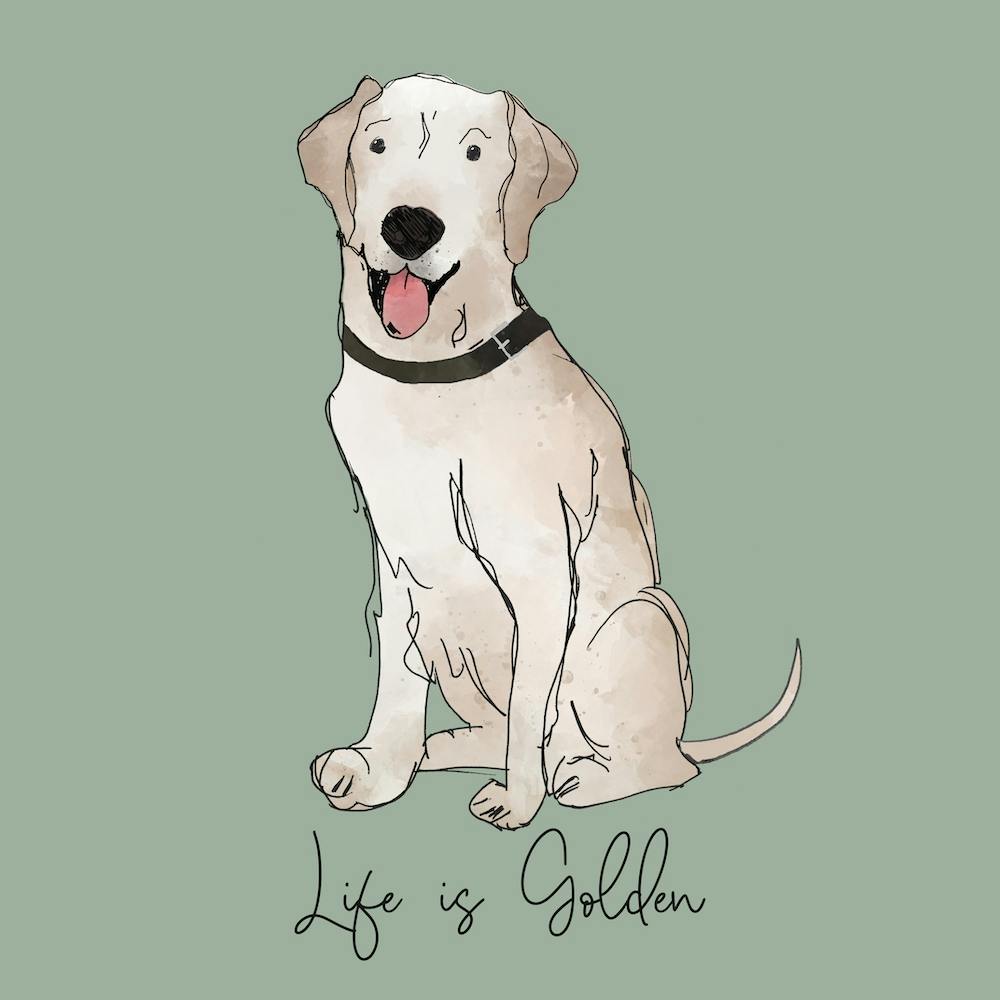 Golden Labrador Retriever   Life Is Golden Square