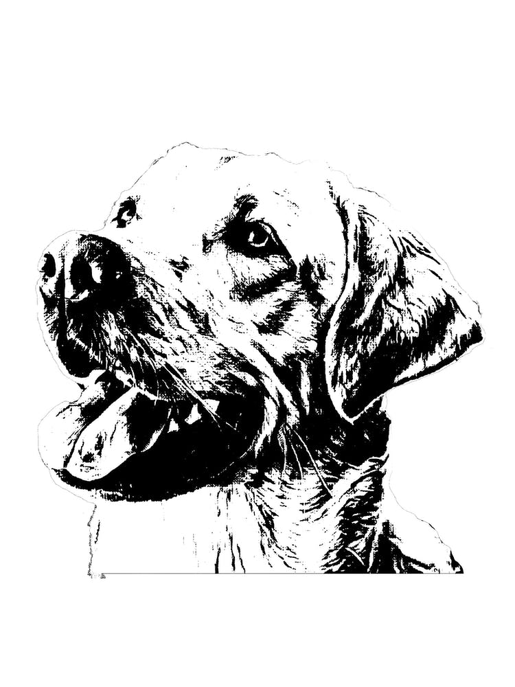 Labrador Portrait in Black and White