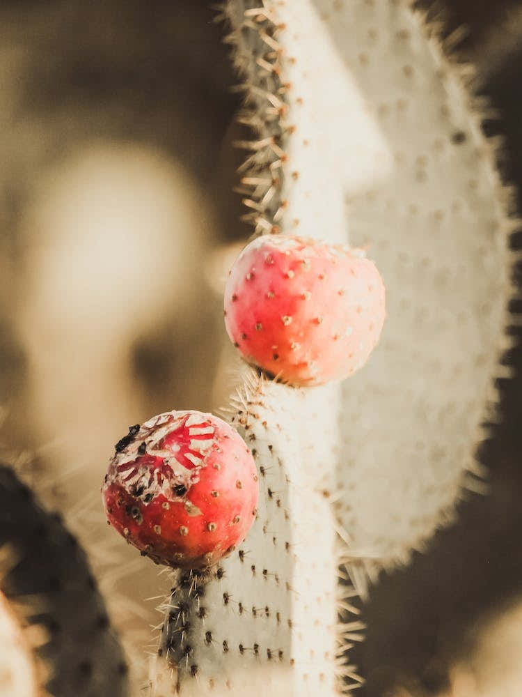 Red Cactus Fruit