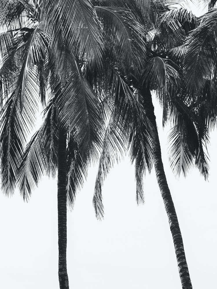 Palm Trees Black And White Travel Photography