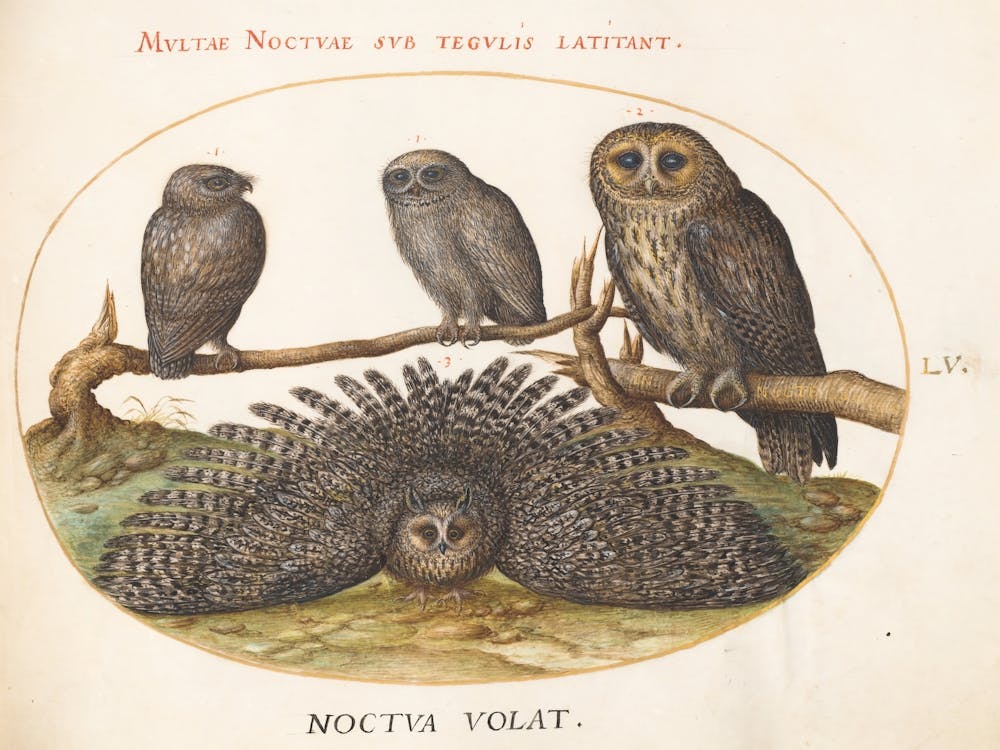 Animalia Volatilia et Amphibia (c. 1575-1580), Joris Hoefnagel (6)