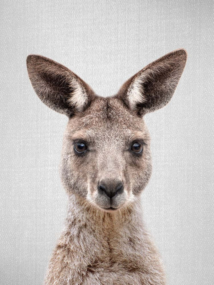 Kangaroo