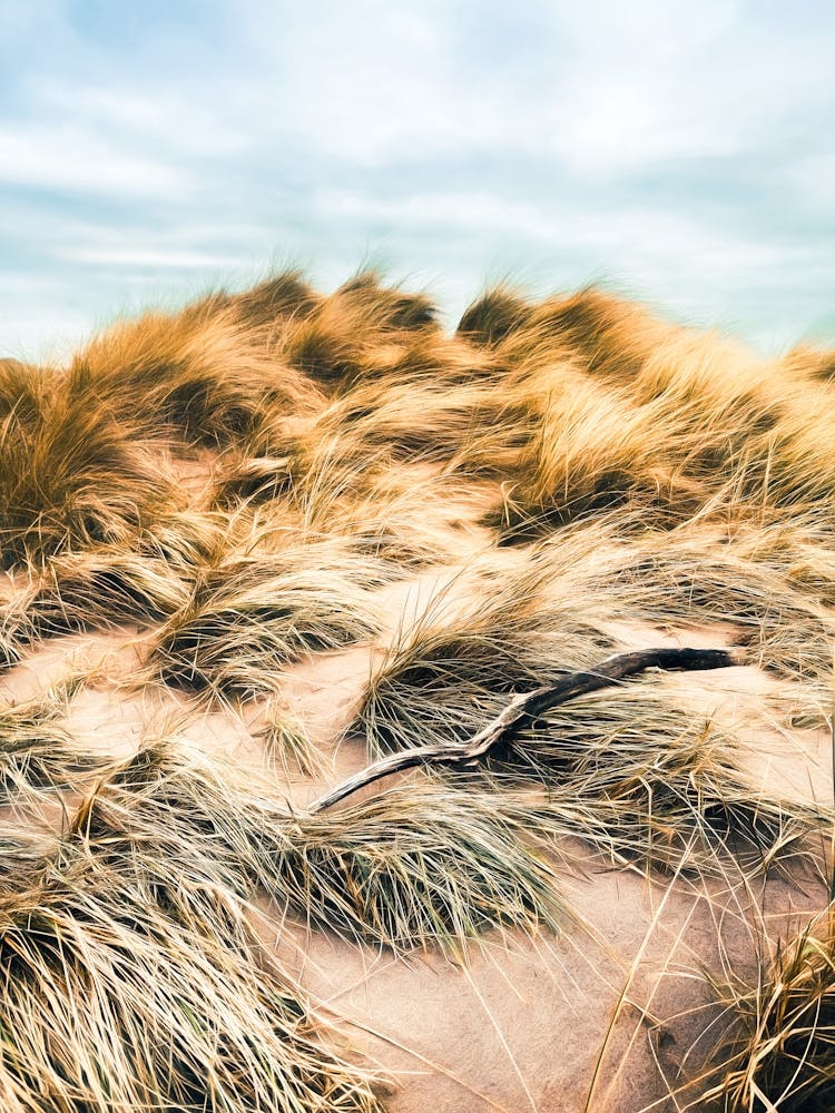 Wood And Sand Dune