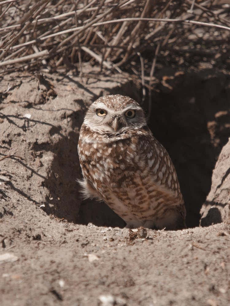 Burrowing Owl Nest