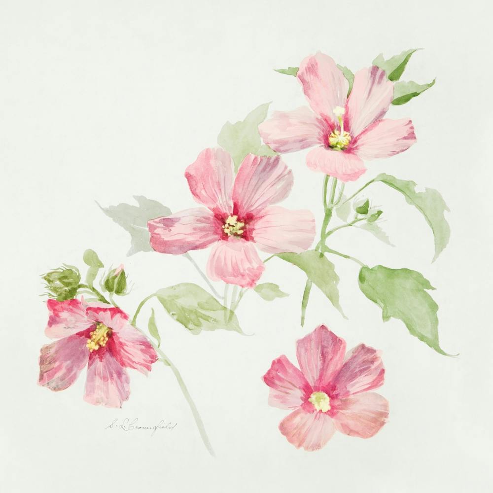 Pink Hibiscus