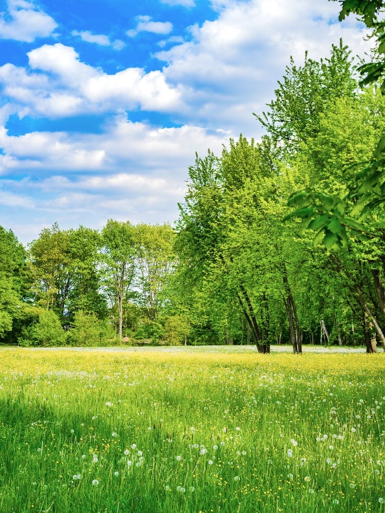 Spring time Green Meadow