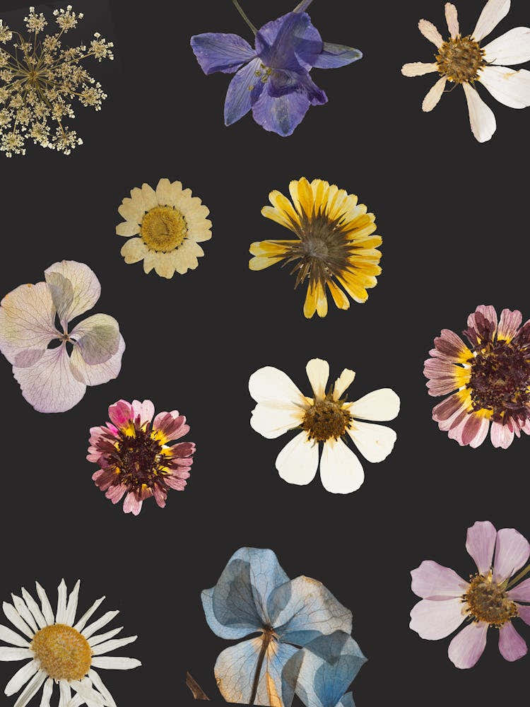 Flowers On A Black Background 9