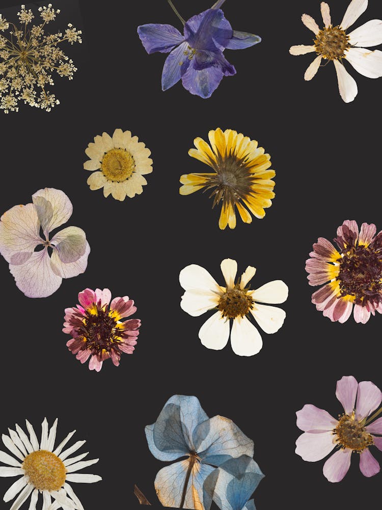 Flowers On A Black Background 9