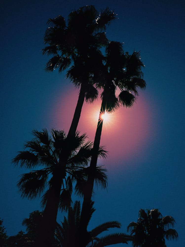 Palm Tree Photography Print 'Deia'