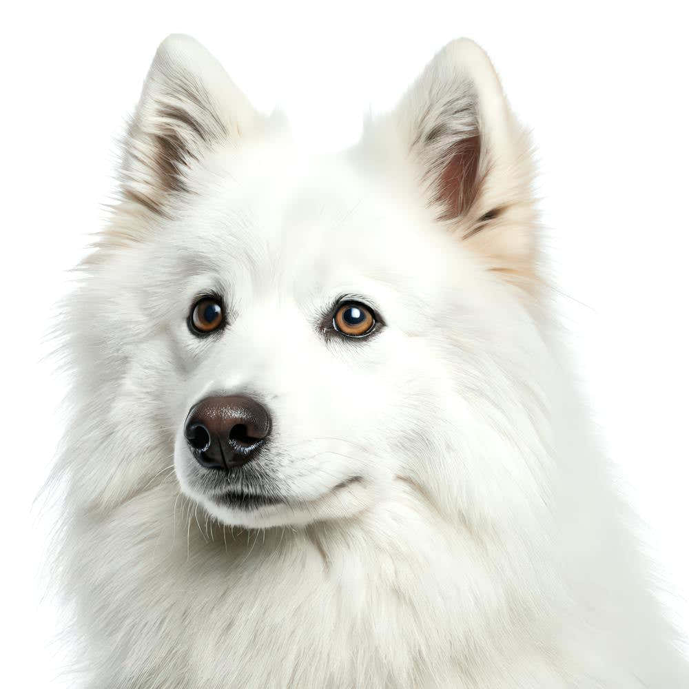American Eskimo Dog Portrait