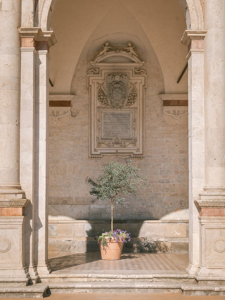 Olive Tree At The Cathedral