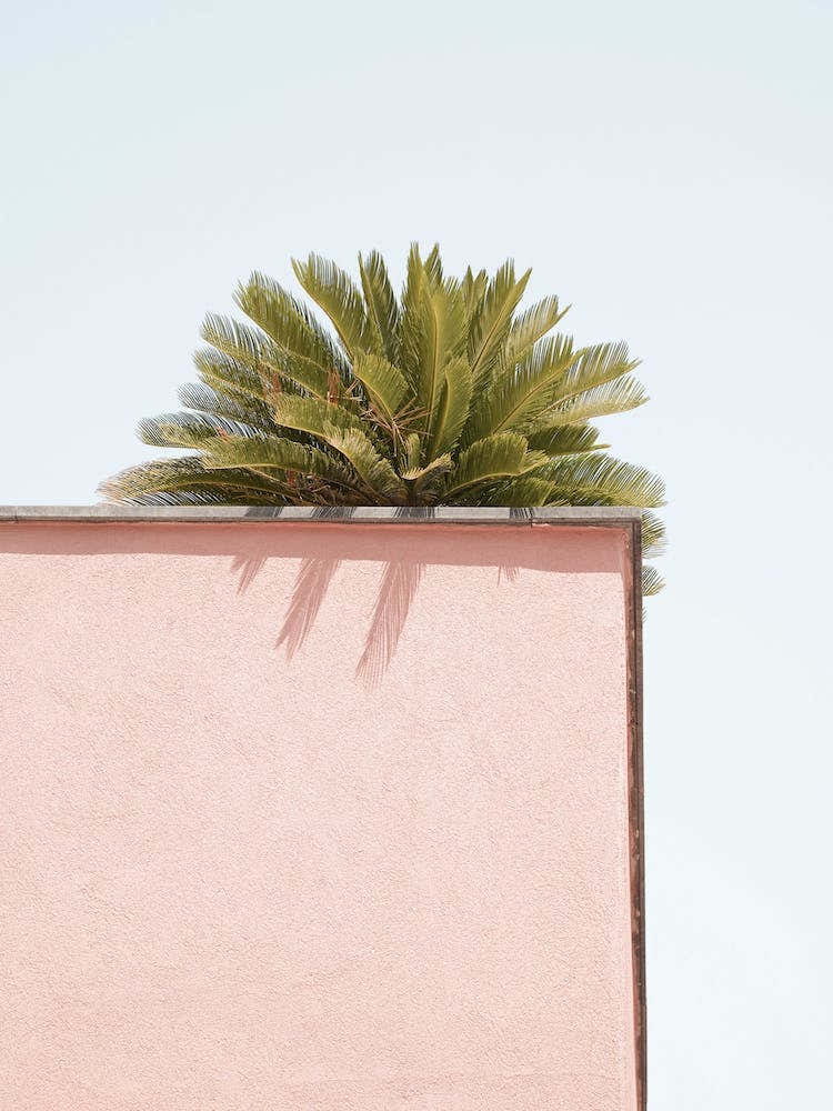 Tropical Green On Pastel Pink